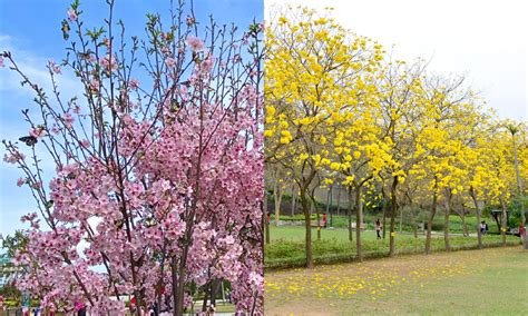 黃鐘花風水|親子好去處｜香港賞花賞櫻8大郊遊熱點 開花指數+前往方